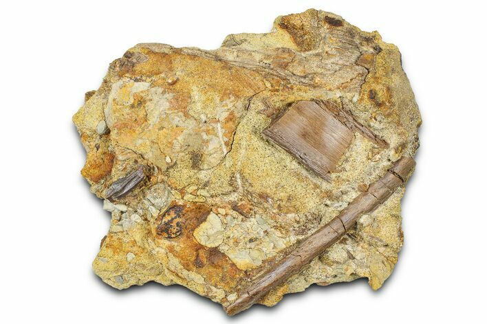 Sandstone with Hadrosaur Tooth, Tendon & Bones - Wyoming #370619